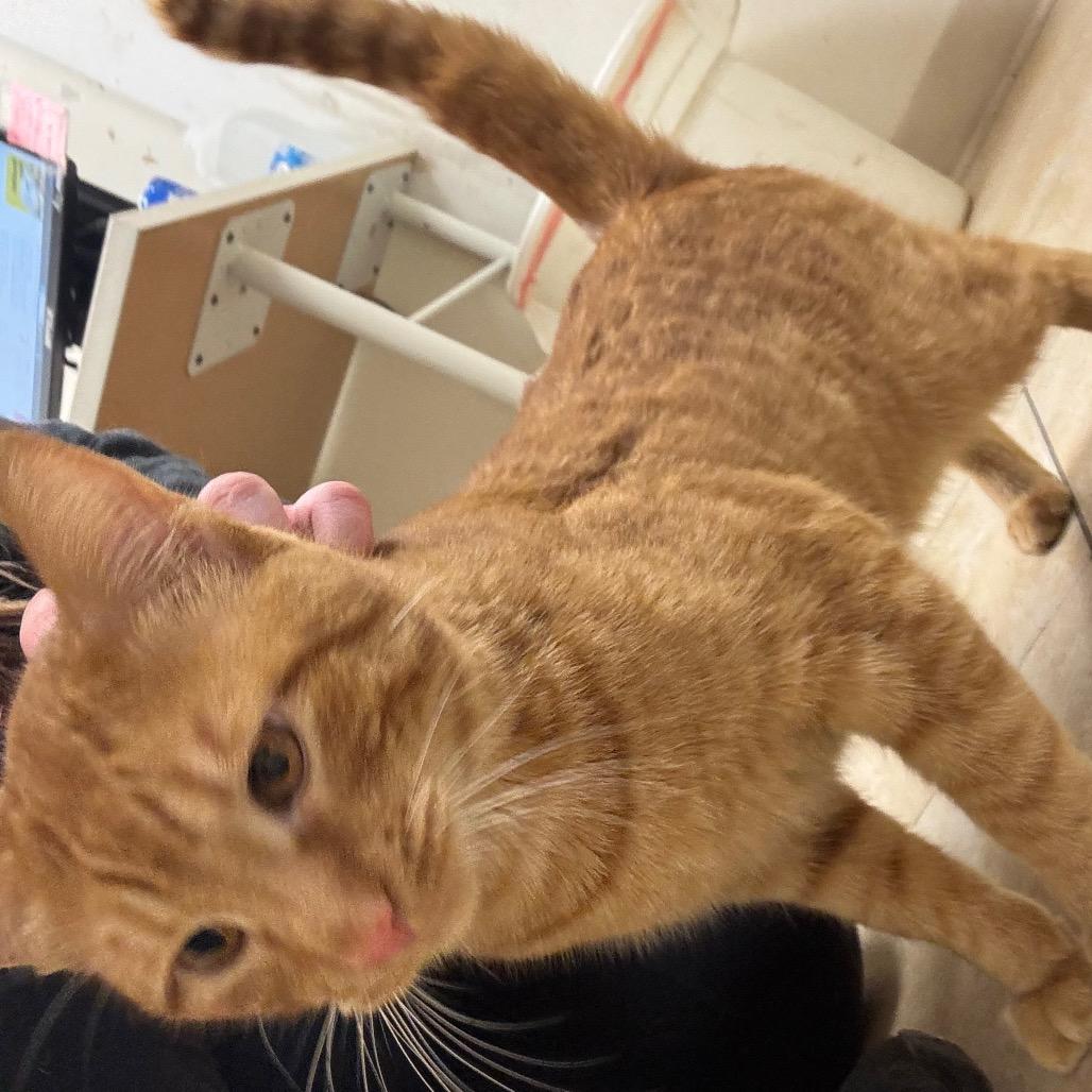 Enlarge Lon, a Adoptable Domestic Short Hair in Pekin, IL image 2/2