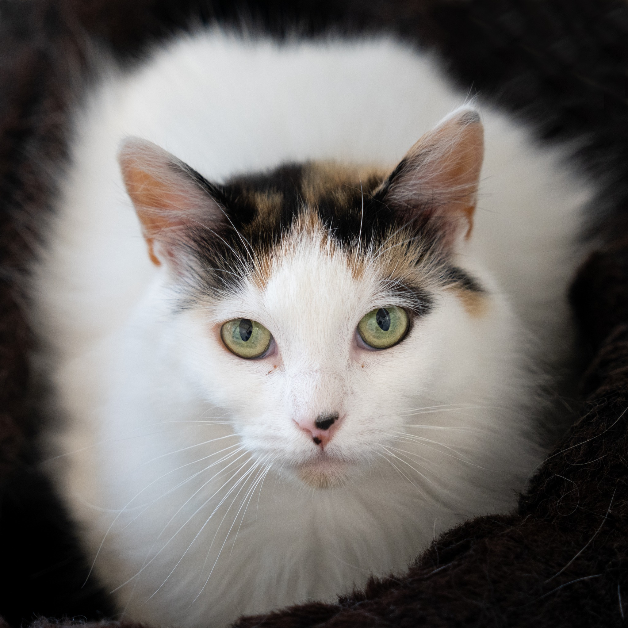 Peaches photo 2