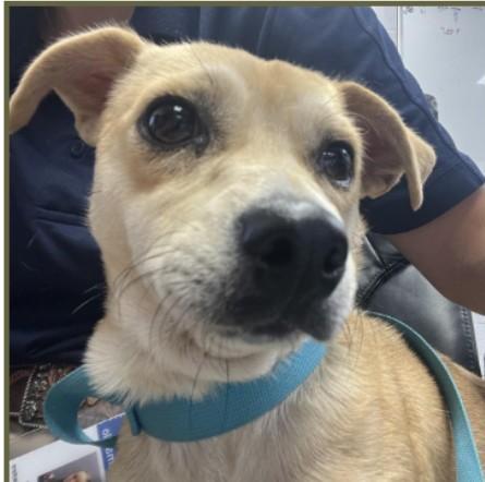 Snip, Adoptable, Adult Male Chihuahua.