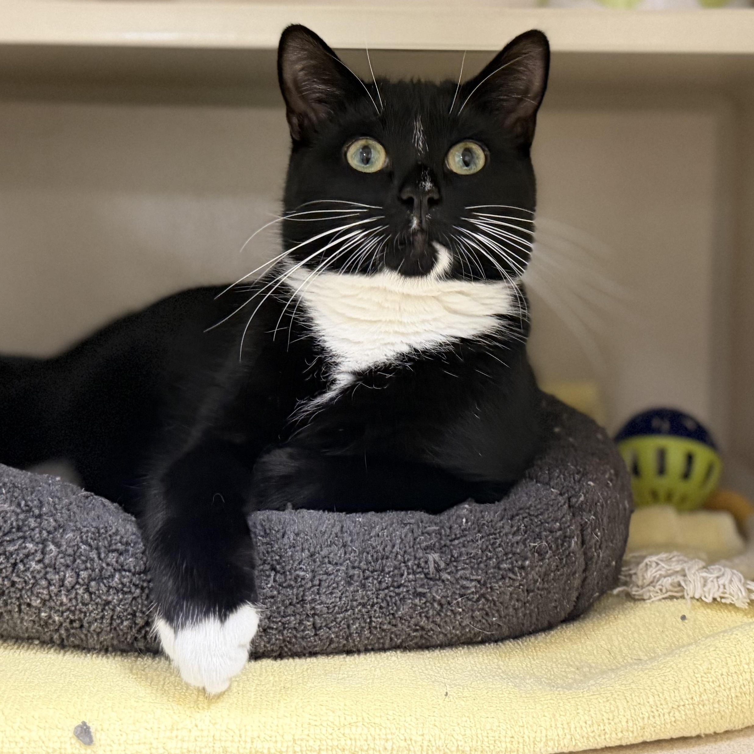Enlarge Froggie, a ADOPTABLE Tuxedo in New Rochelle, NY image 3/3