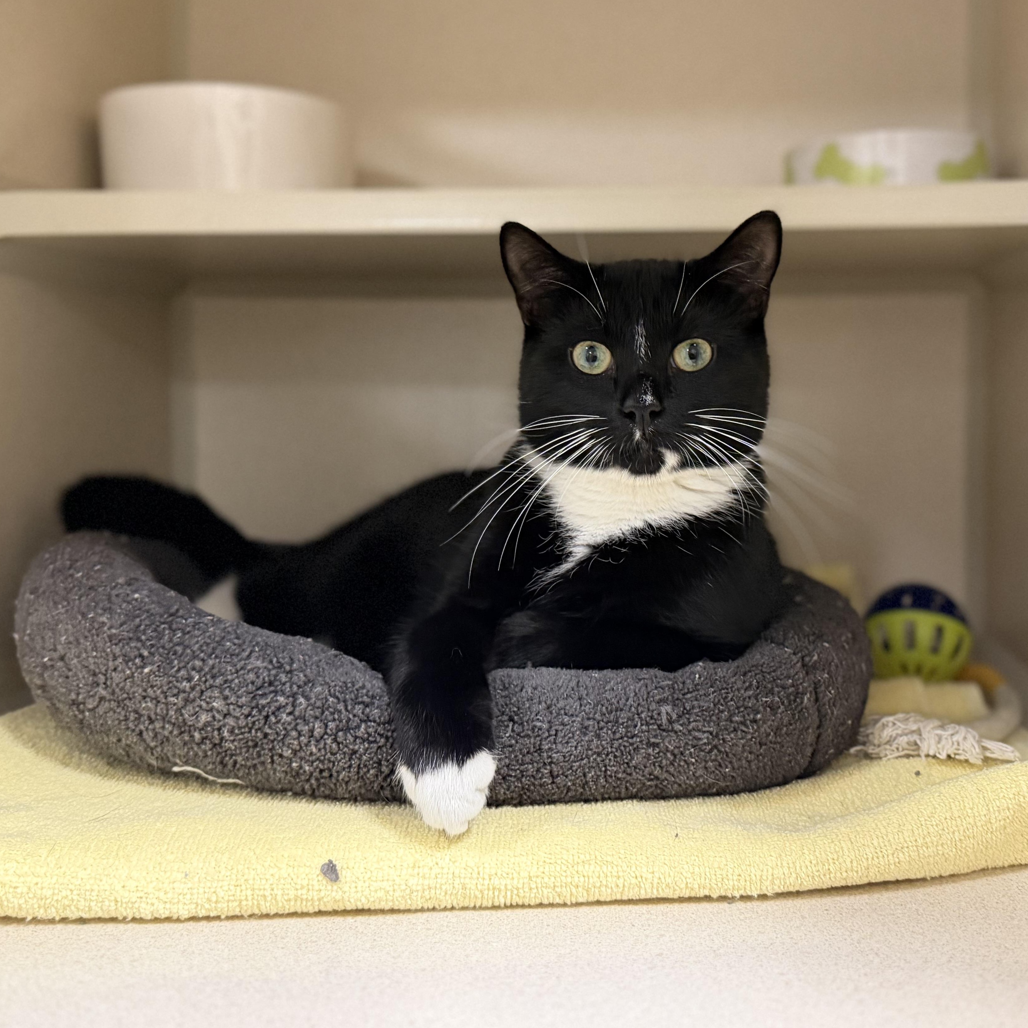 Froggie, ADOPTABLE, Young Male Tuxedo.