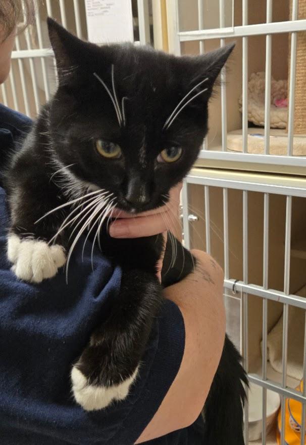 Enlarge Froggie, a ADOPTABLE Tuxedo in New Rochelle, NY image 2/3