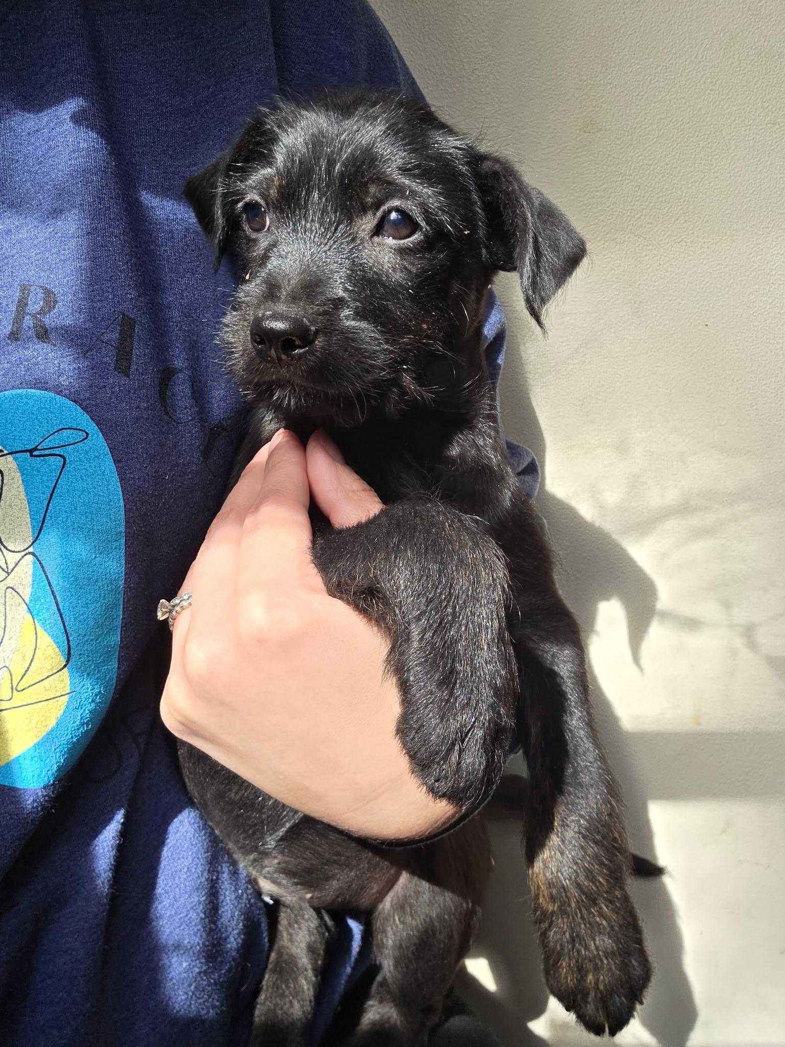 Snickers, Adoptable, Puppy Male Chihuahua & Wirehaired Terrier.