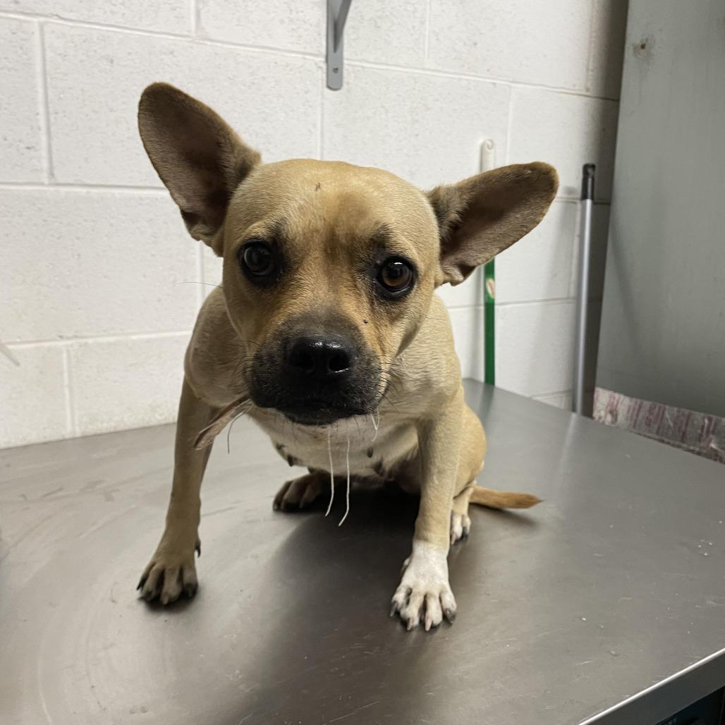 Mila C820, Adoptable, Adult Female French Bulldog & Pug.