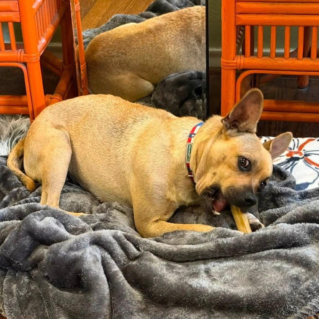 Enlarge Mila C820, a Adoptable mixed breed in Allen, TX image 2/6