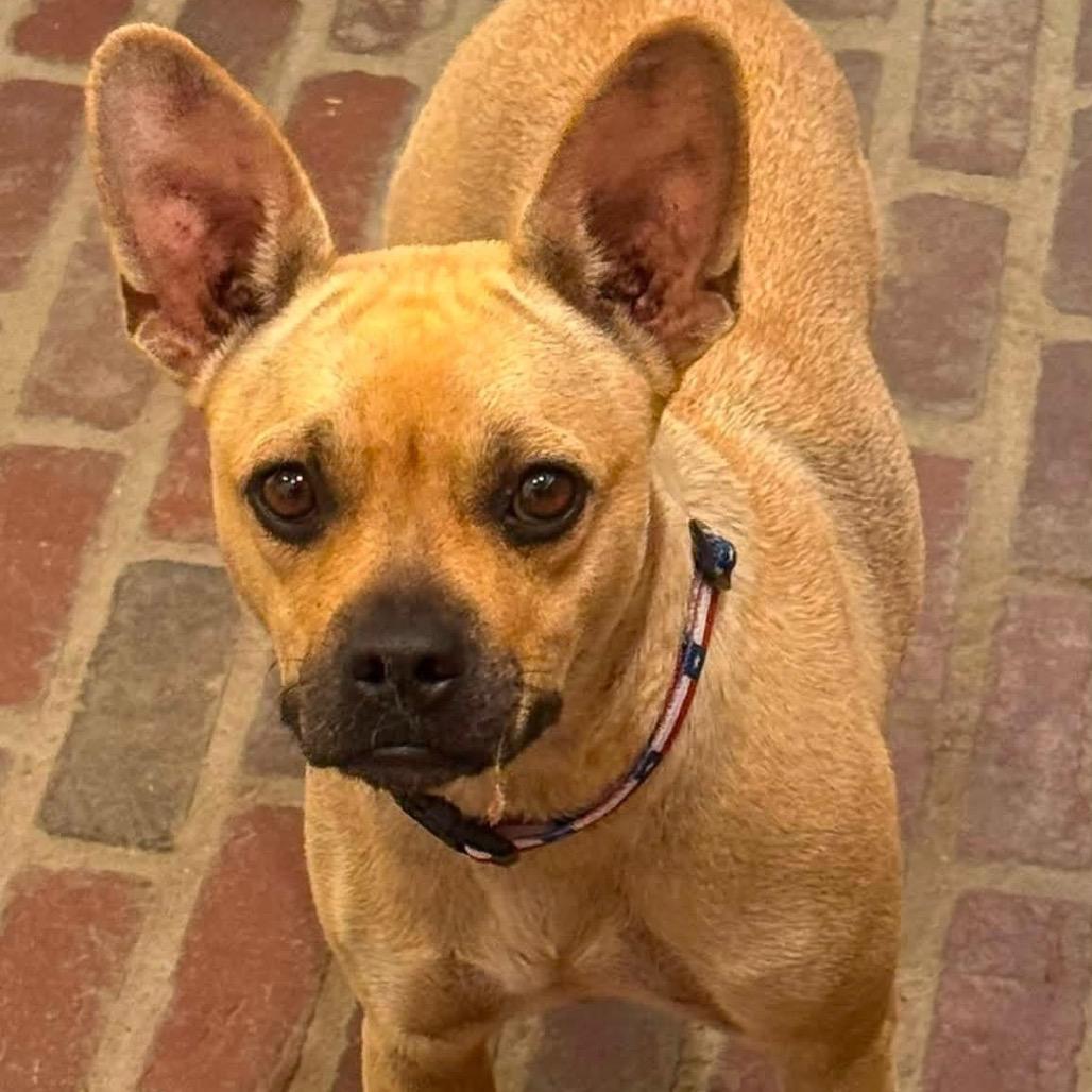 Enlarge Mila C820, a Adoptable mixed breed in Allen, TX image 3/6