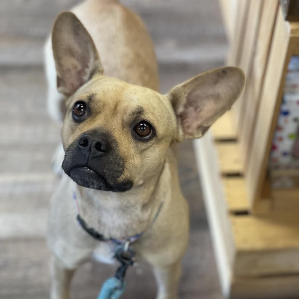 Enlarge Mila C820, a Adoptable mixed breed in Allen, TX image 4/6