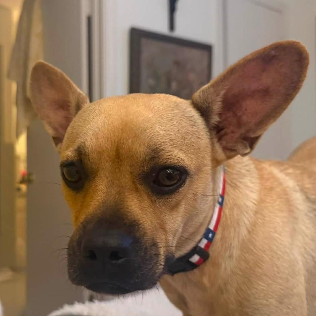 Enlarge Mila C820, a Adoptable mixed breed in Allen, TX image 6/6