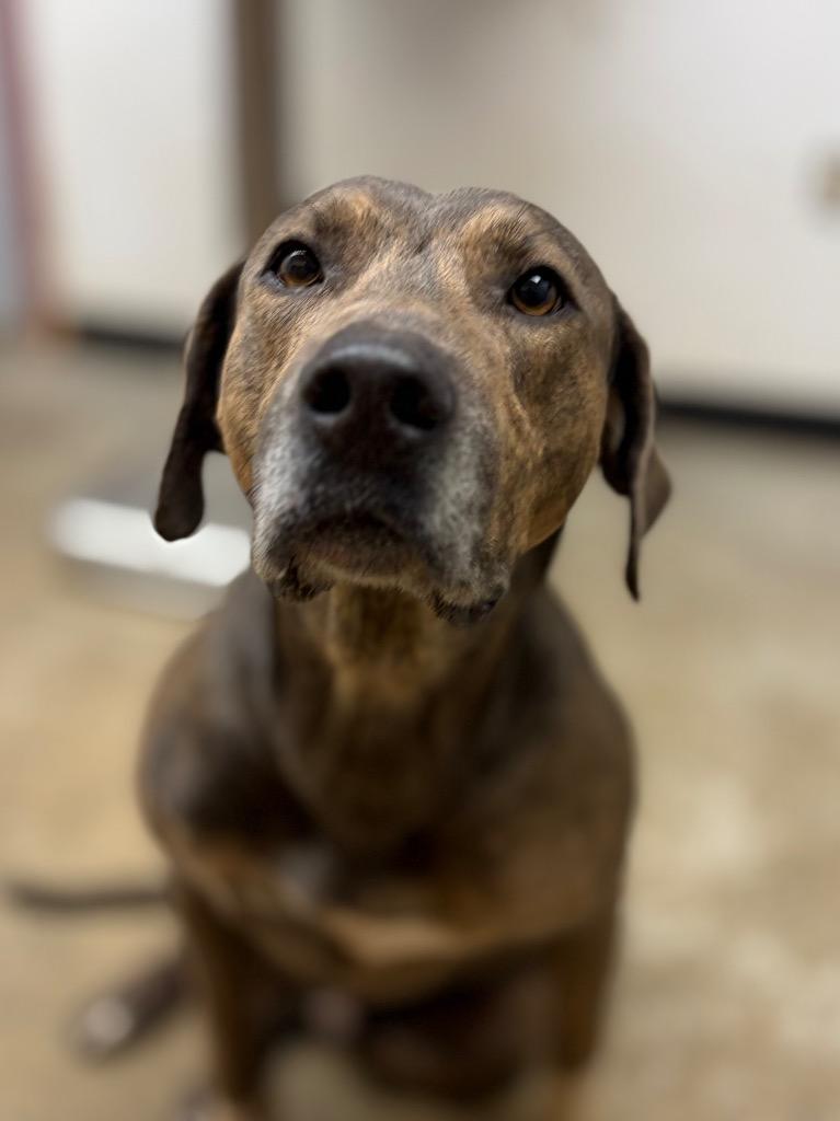 Enlarge Walter, a Adoptable mixed breed in Lockhart, TX image 1/1