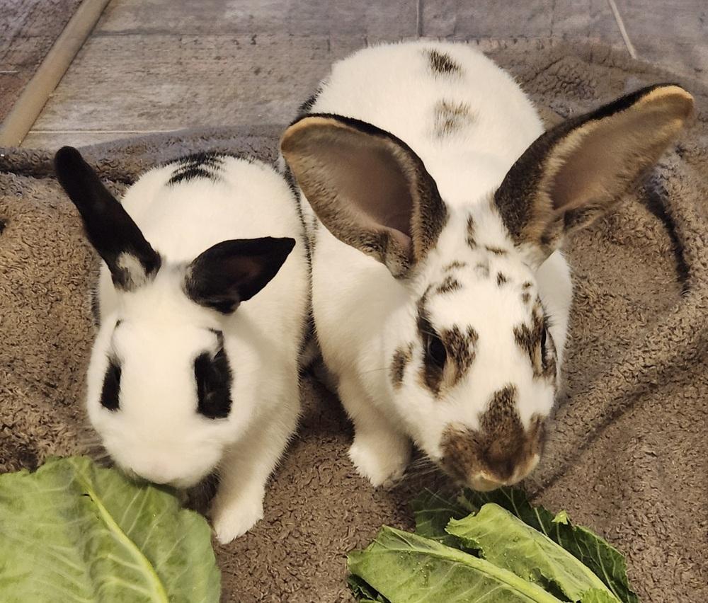 Momo, Adoptable, Senior Male Dwarf.