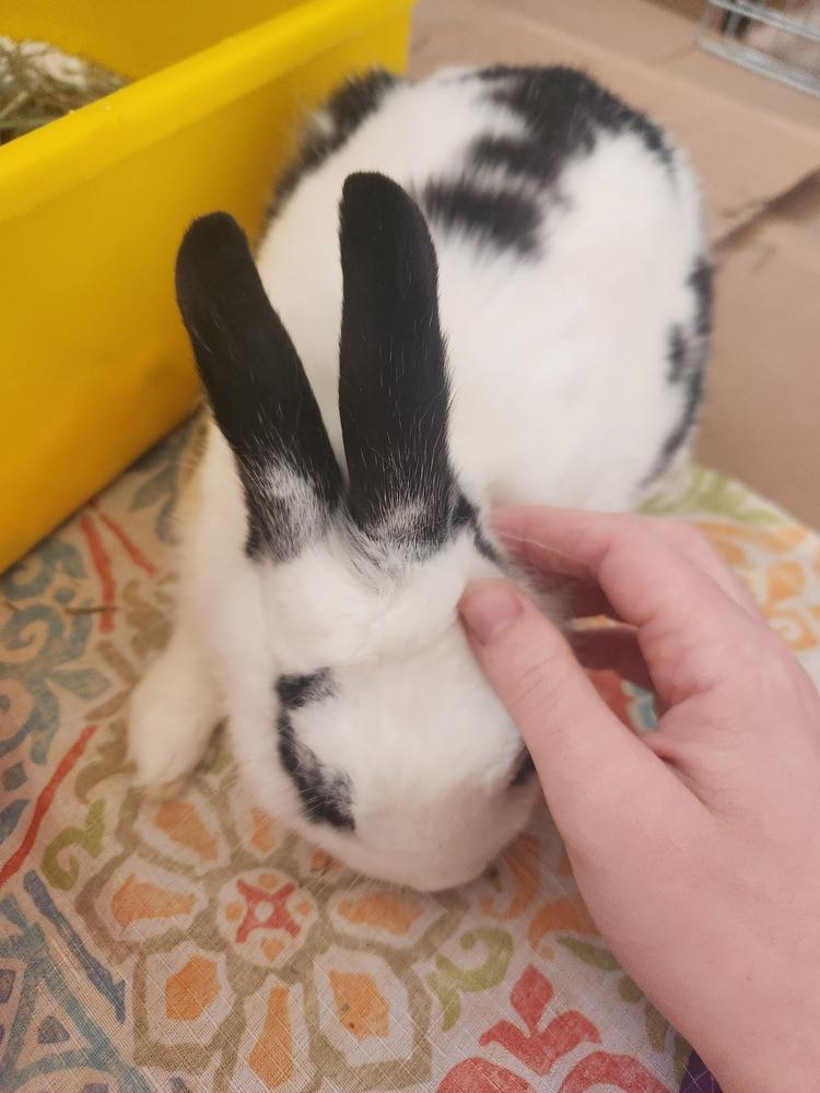 Enlarge Momo, a Adoptable mixed breed in Westford, MA image 2/6