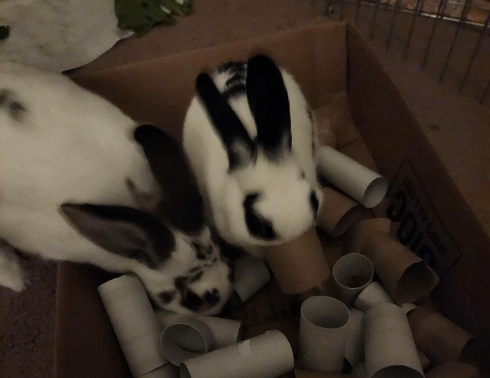 Enlarge Momo, a Adoptable mixed breed in Westford, MA image 4/6