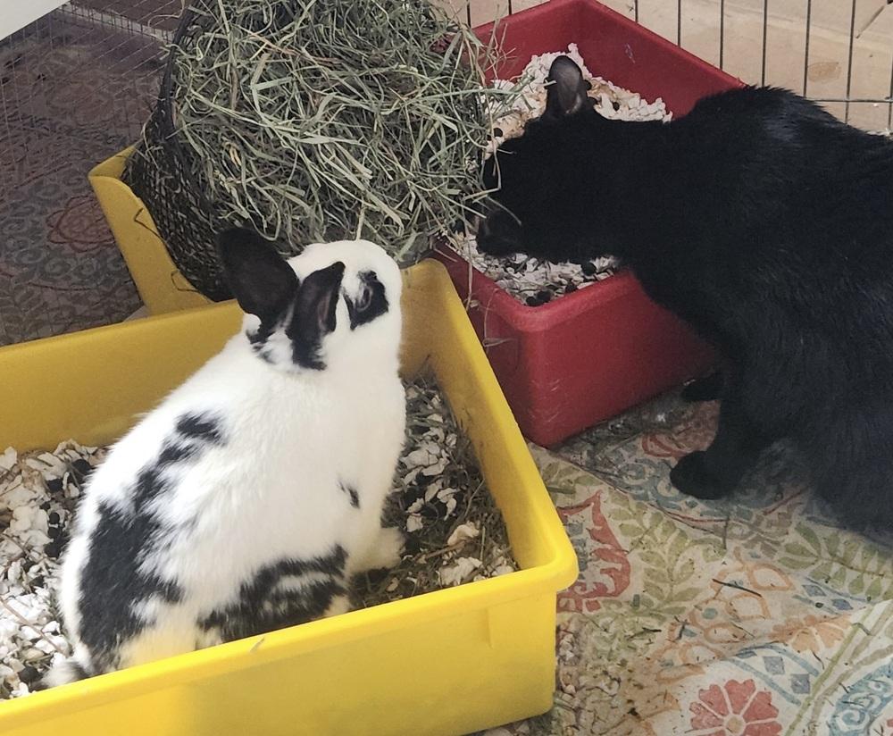 Enlarge Momo, a Adoptable mixed breed in Westford, MA image 6/6