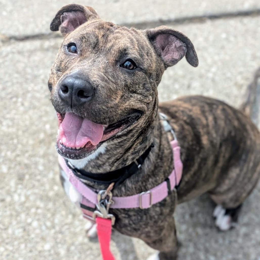 London, Adoptable, Adult Female American Staffordshire Terrier.