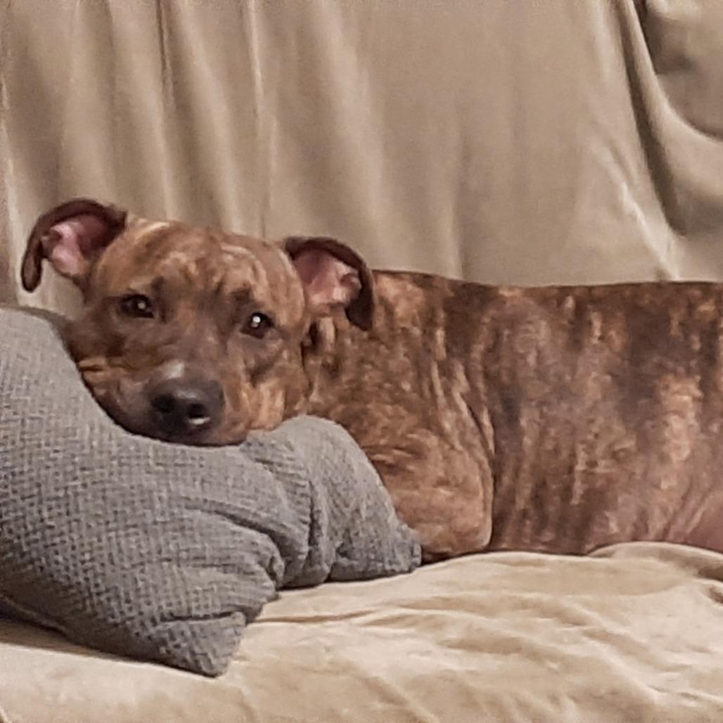 Enlarge London, a Adoptable mixed breed in Oak Park, IL image 2/6