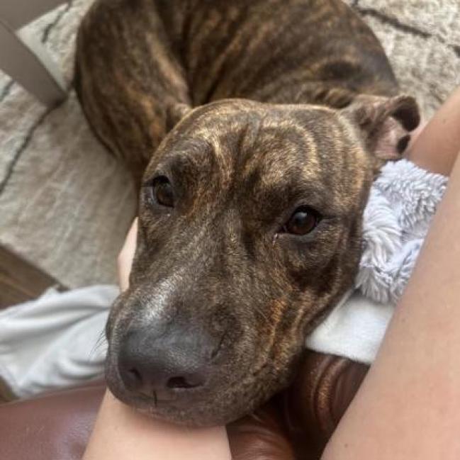 Enlarge London, a Adoptable mixed breed in Oak Park, IL image 2/6