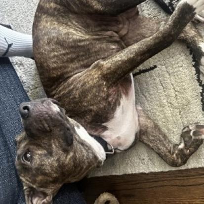 Enlarge London, a Adoptable mixed breed in Oak Park, IL image 3/6