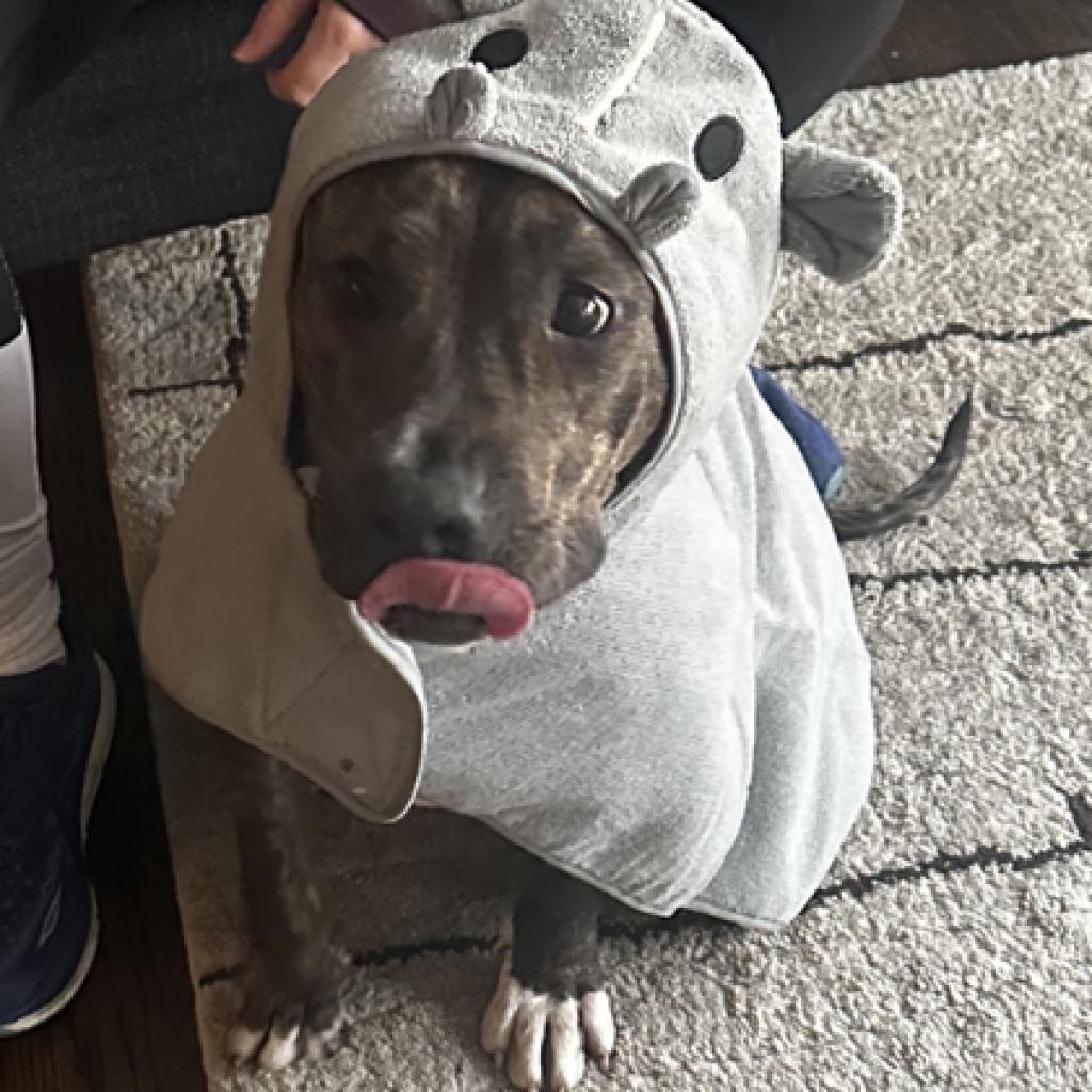 Enlarge London, a Adoptable mixed breed in Oak Park, IL image 4/6