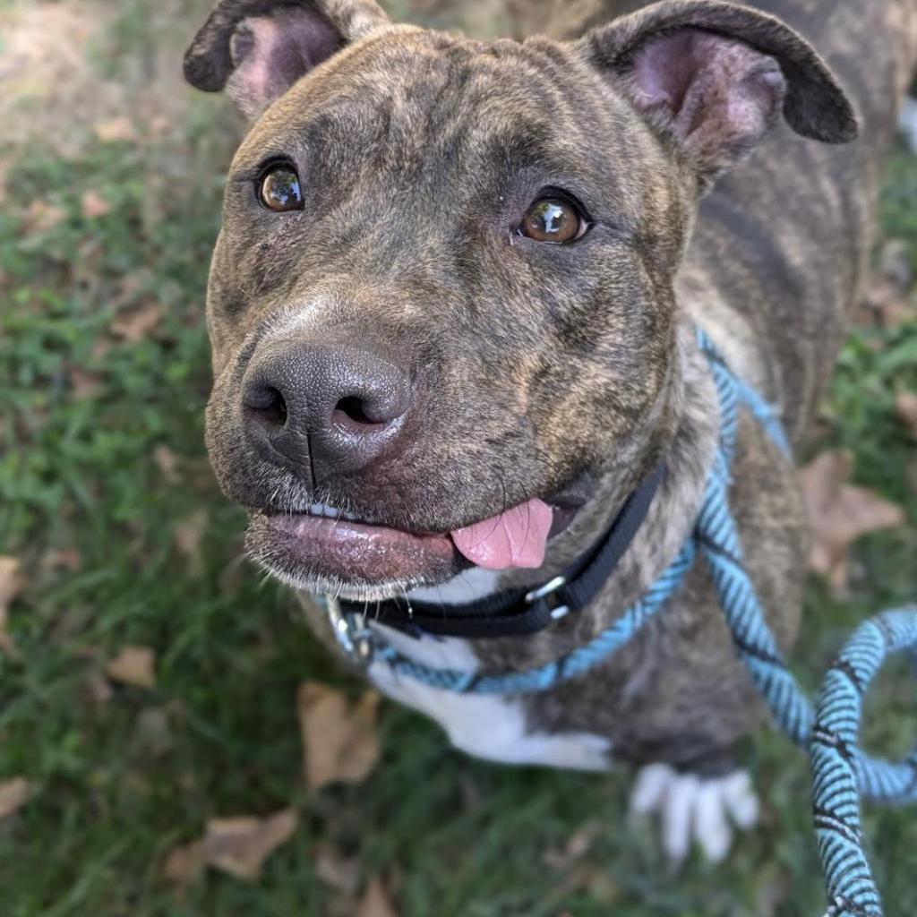 Enlarge London, a Adoptable mixed breed in Oak Park, IL image 6/6