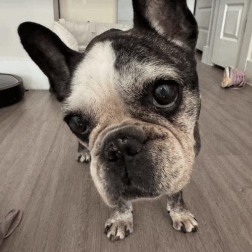 Enlarge Minette, a Adoptable French Bulldog in Austin, TX image 2/5