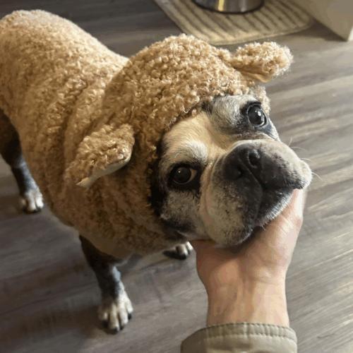 Enlarge Minette, a Adoptable French Bulldog in Austin, TX image 4/5