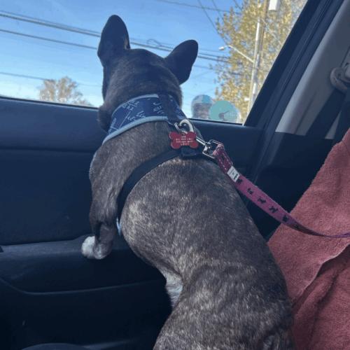 Enlarge Minette, a Adoptable French Bulldog in Austin, TX image 5/5