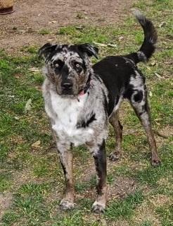 Enlarge Smokey, a Adoptable mixed breed in Pasadena, CA image 1/6
