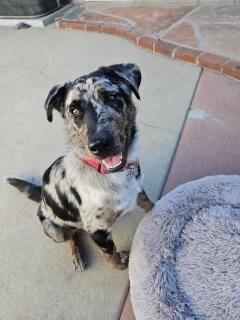 Enlarge Smokey, a Adoptable mixed breed in Pasadena, CA image 2/6