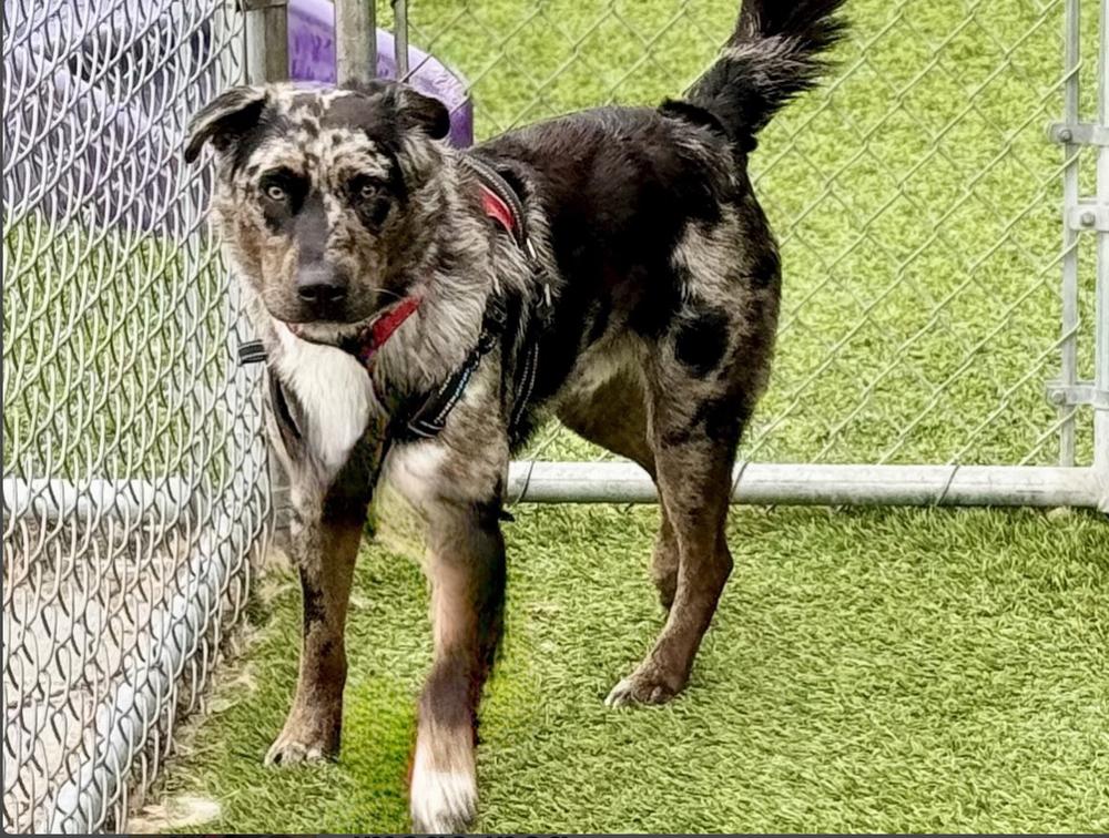 Enlarge Smokey, a Adoptable mixed breed in Pasadena, CA image 3/6