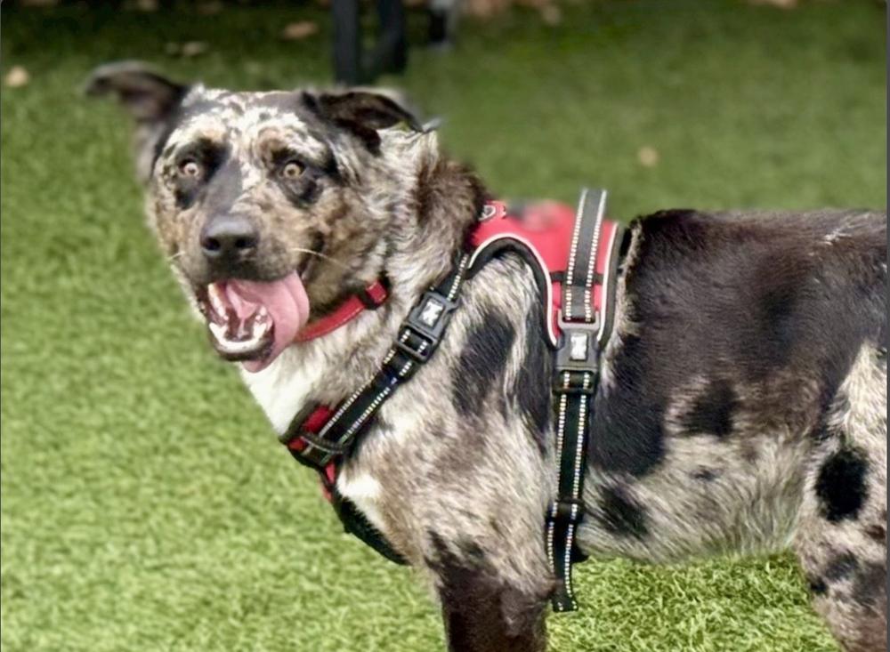 Enlarge Smokey, a Adoptable mixed breed in Pasadena, CA image 4/6