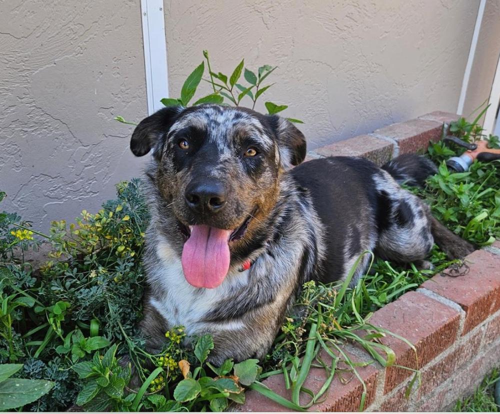 Enlarge Smokey, a Adoptable mixed breed in Pasadena, CA image 5/6