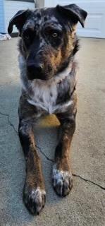 Enlarge Smokey, a Adoptable mixed breed in Pasadena, CA image 6/6