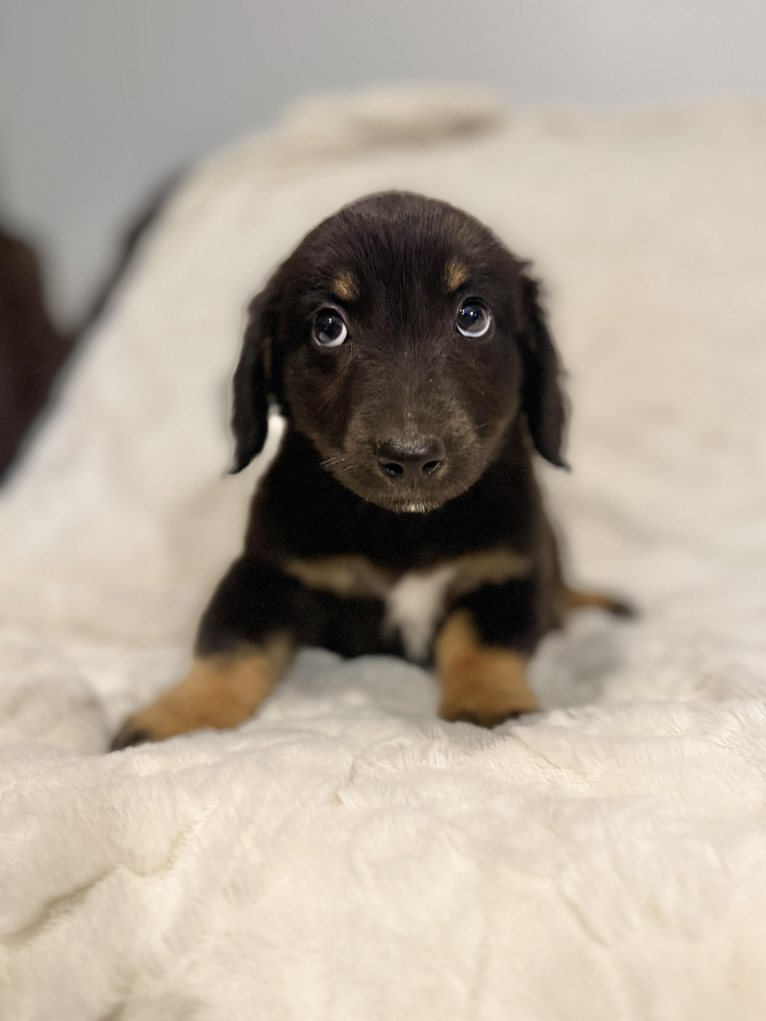 Enlarge Dallas, an adopted mixed breed in Hales corners, WI image 2/3