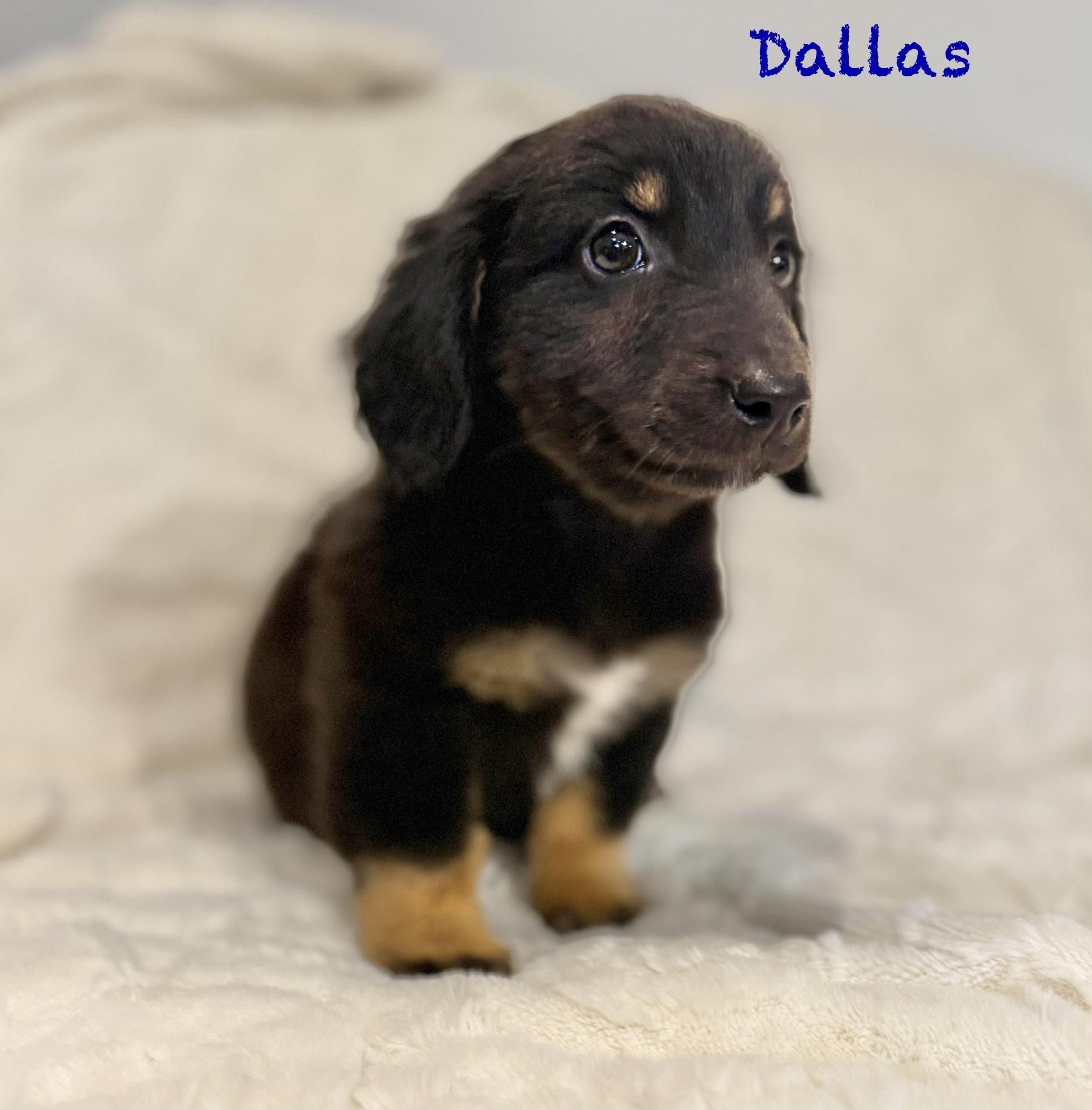 Dallas, adopted, Puppy Male Dachshund (Miniature Long Haired) & Australian Shepherd.