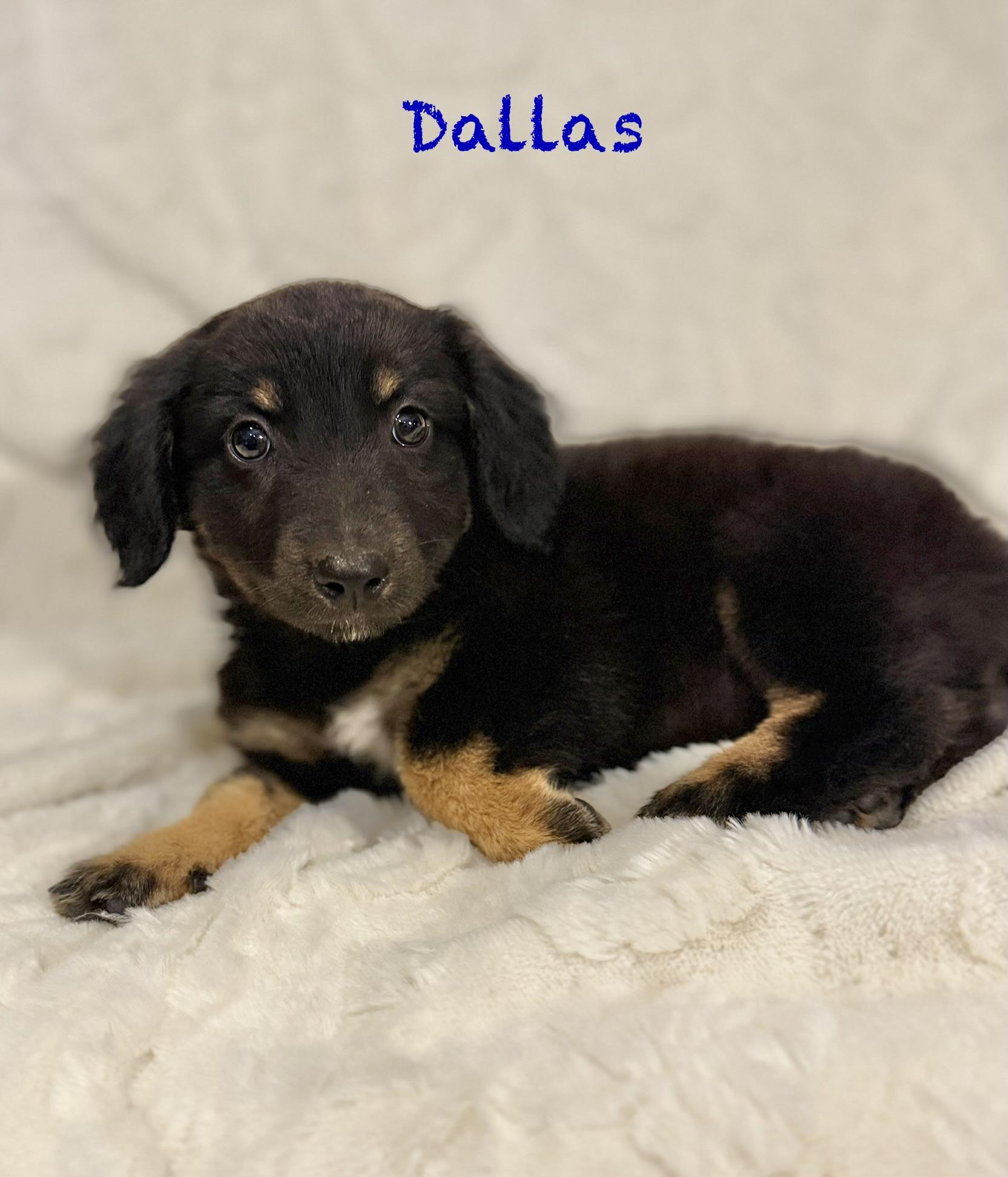 Enlarge Dallas, an adopted mixed breed in Hales corners, WI image 3/3