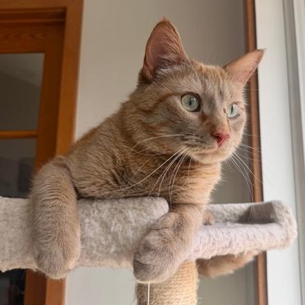 Enlarge Timmy, a Adoptable Domestic Short Hair in Traverse City, MI image 2/6