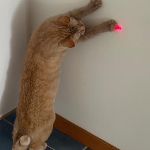 Enlarge Timmy, a Adoptable Domestic Short Hair in Traverse City, MI image 2/6