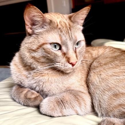 Enlarge Timmy, a Adoptable Domestic Short Hair in Traverse City, MI image 3/6