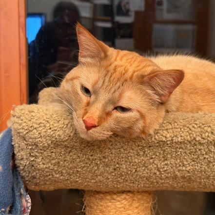 Enlarge Timmy, a Adoptable Domestic Short Hair in Traverse City, MI image 4/6