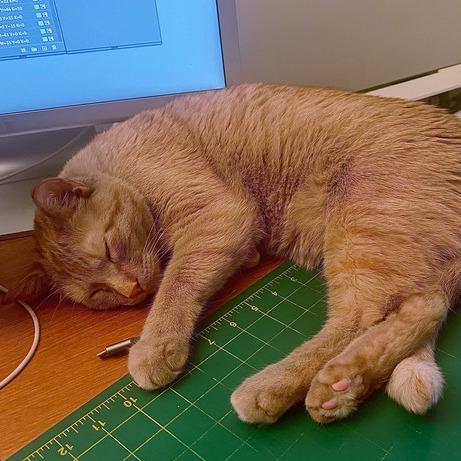 Enlarge Timmy, a Adoptable Domestic Short Hair in Traverse City, MI image 5/6