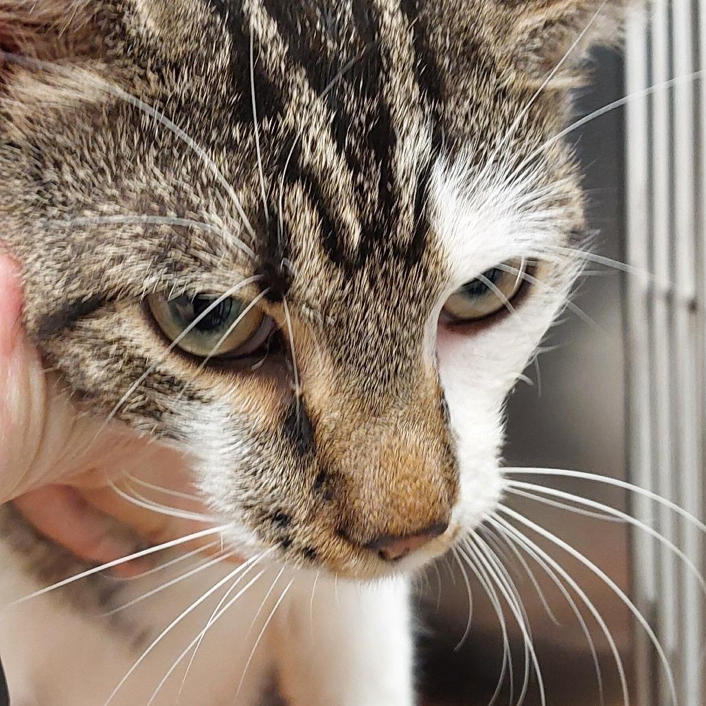 Enlarge Lilith, a Adoptable Domestic Short Hair in Mocksville, NC image 1/1