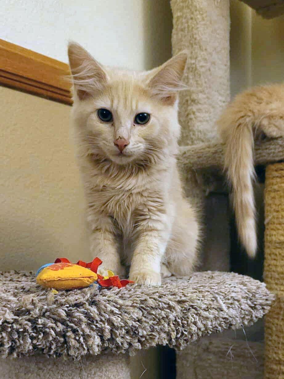 Cheeseburger, Adopted, Kitten Male Domestic Medium Hair.
