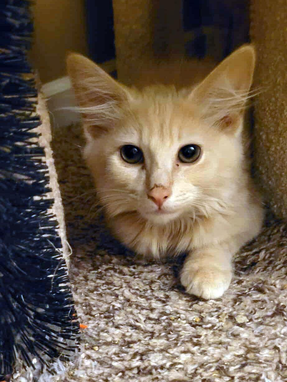 Enlarge Cheeseburger, a Adopted Domestic Medium Hair in Mission Viejo, CA image 2/3