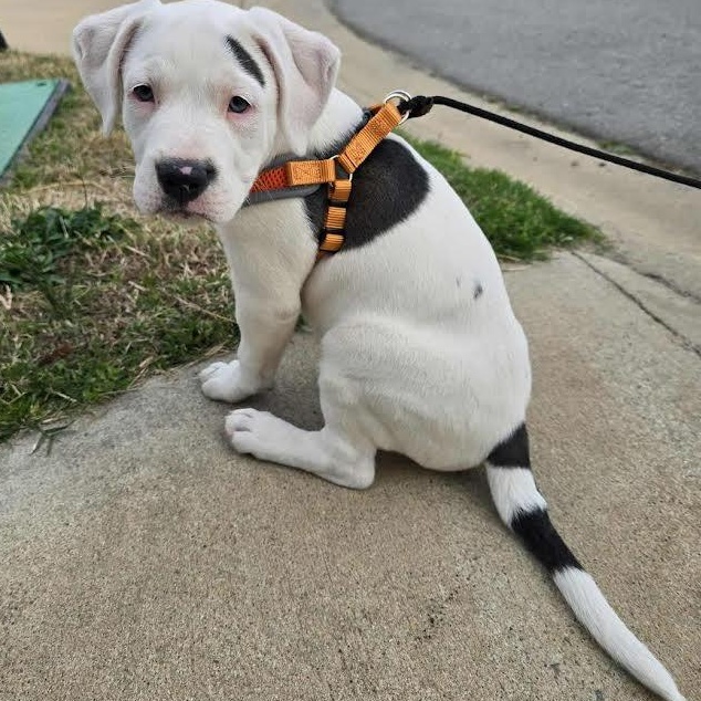 Enlarge Peppermint Patty, a Adoptable mixed breed in Austin, AR image 2/3