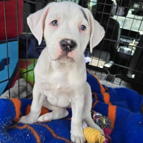 Enlarge Peppermint Patty, a Adoptable mixed breed in Austin, AR image 3/3