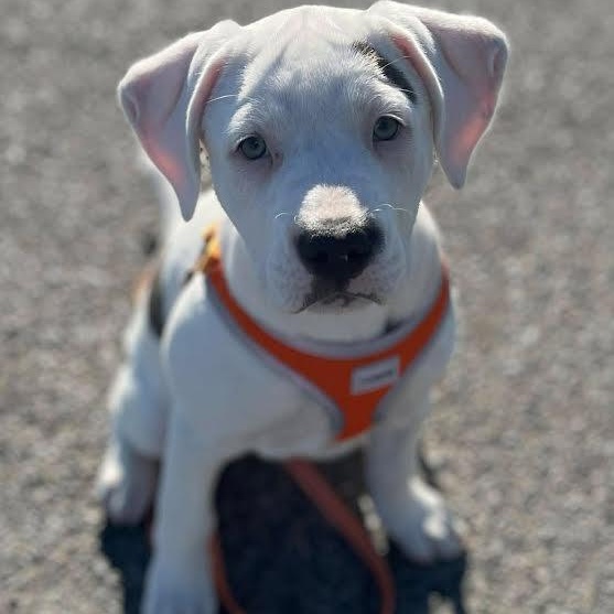 Enlarge Peppermint Patty, a Adoptable mixed breed in Austin, AR image 1/3