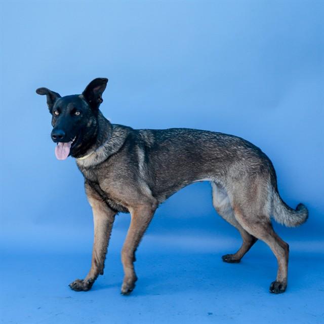 FABIOLLA, Adoptable, Young Female Belgian Shepherd / Malinois.