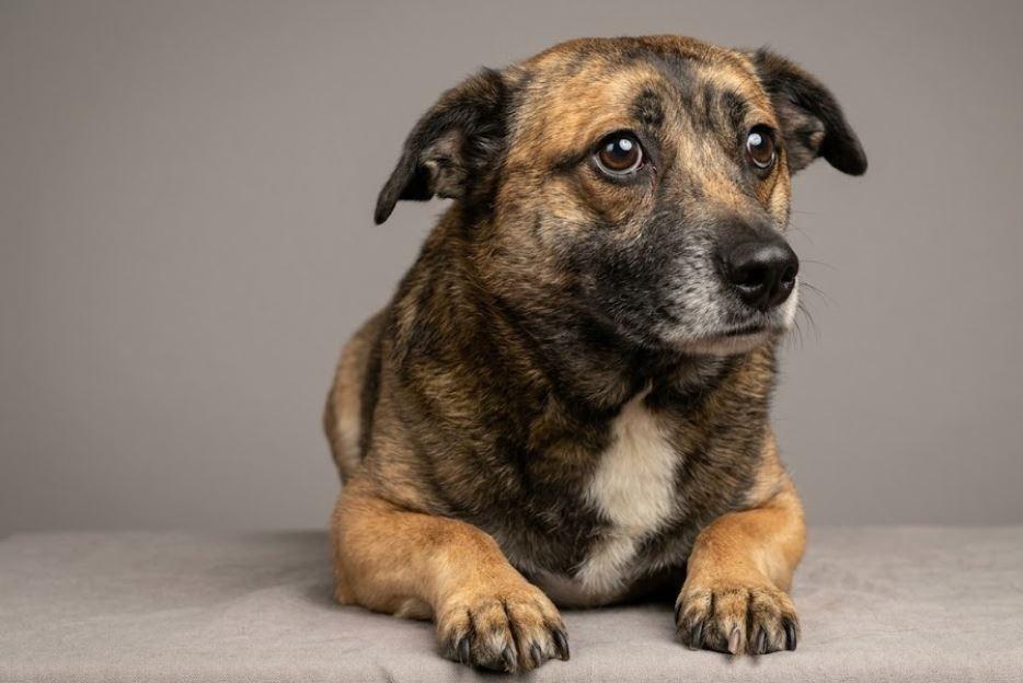 Booboo, Adoptable, Young Male Mixed Breed.