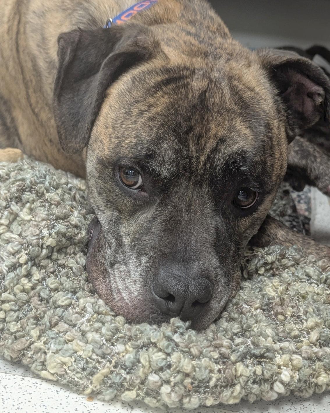 Brisket, an adopted Mixed Breed in Benton Harbor, MI image 1/5