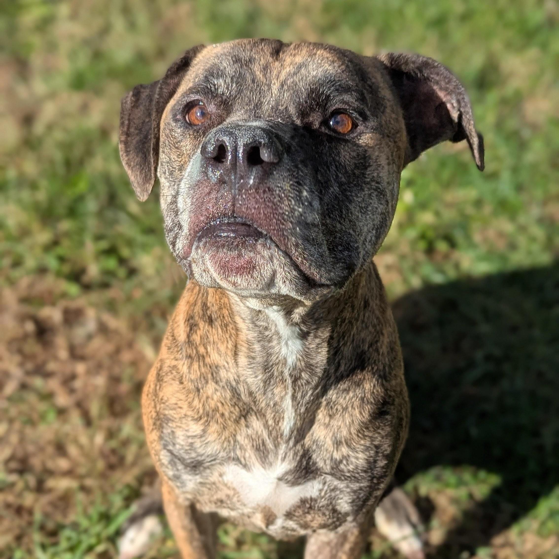 Brisket, Adoptable, Adult Male Mixed Breed.